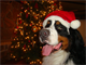 Max Christmas 2012 Max Christmas 2012